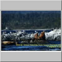 15945 311  Seeloewen Walewatching Victoria Vancouver Island Kanada 2009.jpg